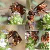 Nomada panzeri